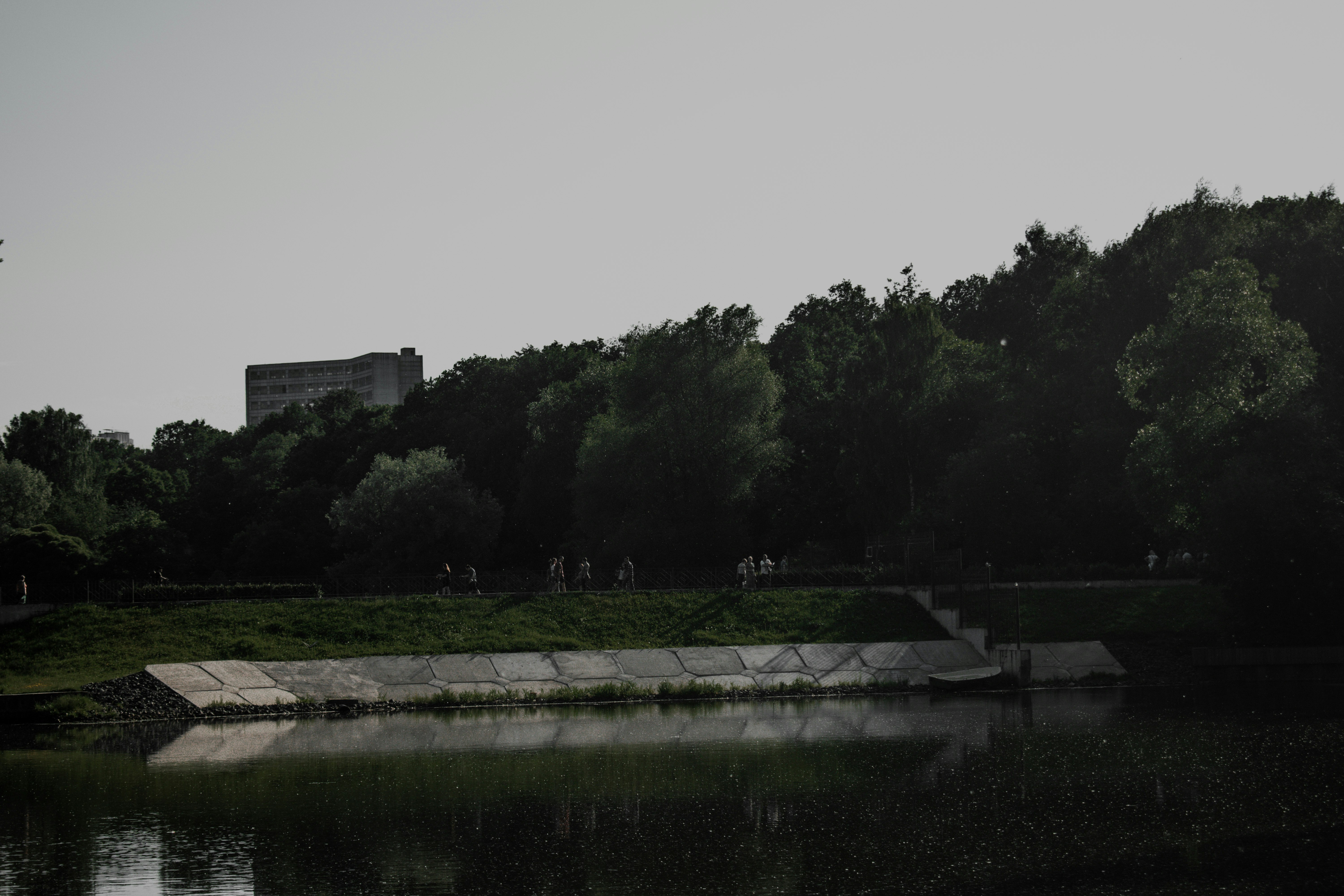 green trees beside river under white sky during daytime